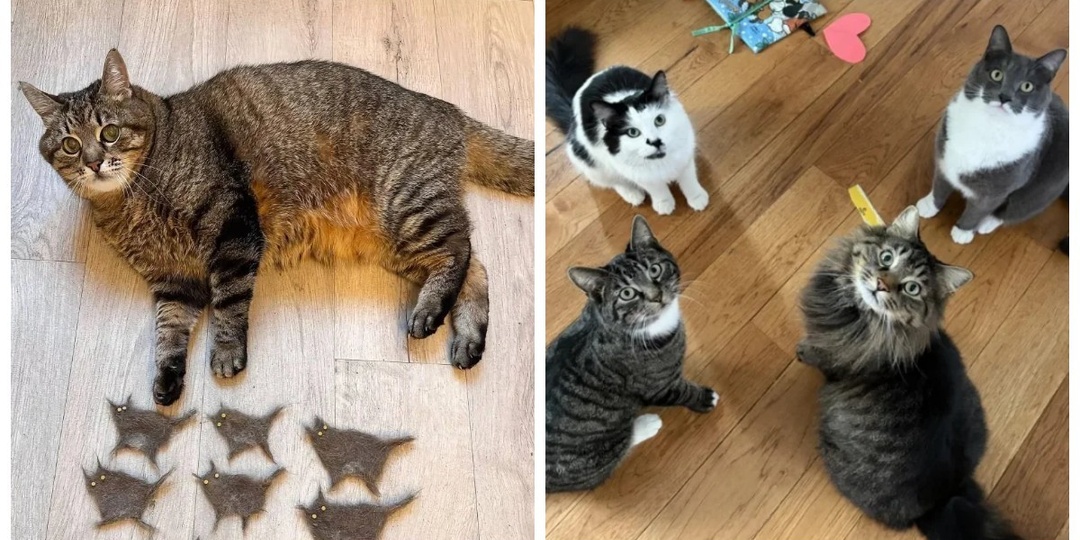 30 фото котов, глядя на которые можно прожить понедельник с улыбкой