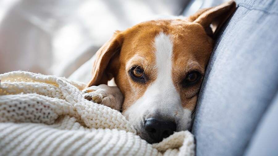    Фото: Global Look Press/Przemyslaw Iciak/imagebroker.com