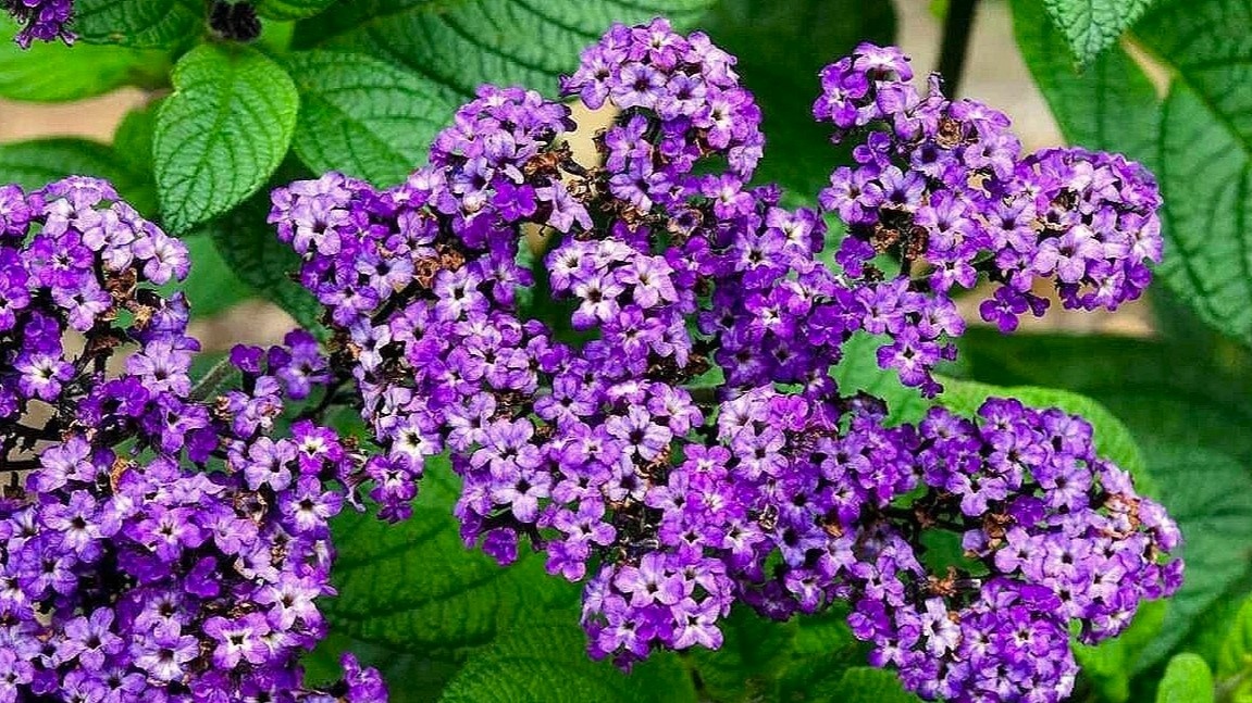 Гелиотроп — медленно развивается, март позволяет получить ароматное цветение уже в середине лета.