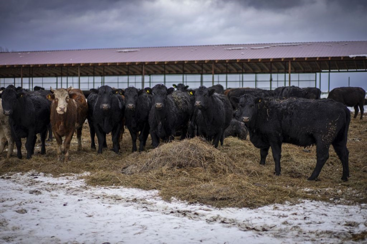    Фото: Минсельхоз РБ, источник: apkrb.info