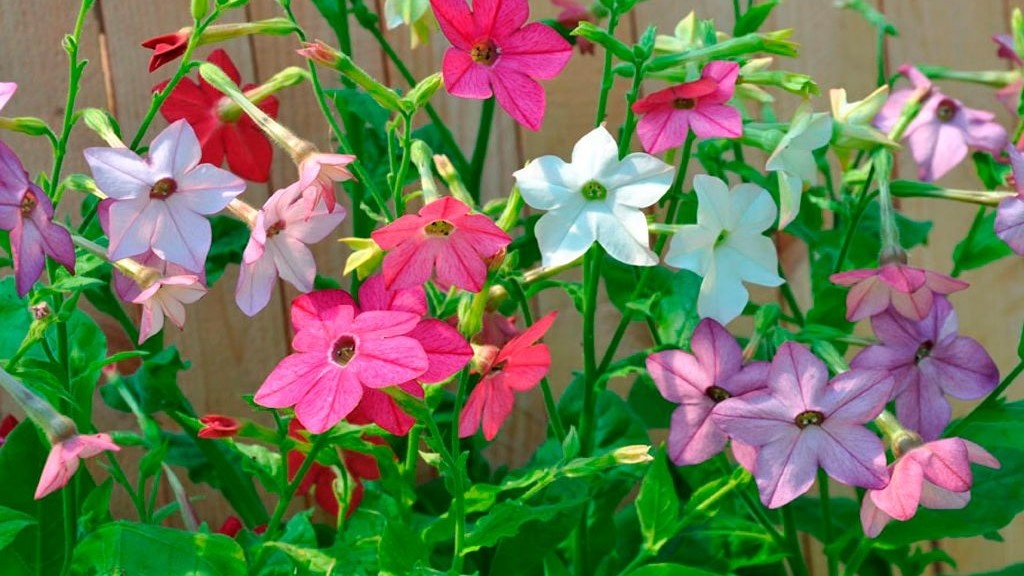 Табак душистый