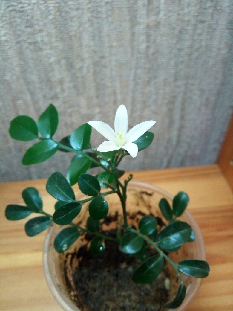 Малышка Мин-а-мин