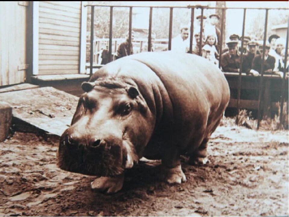 Из открытых источников 