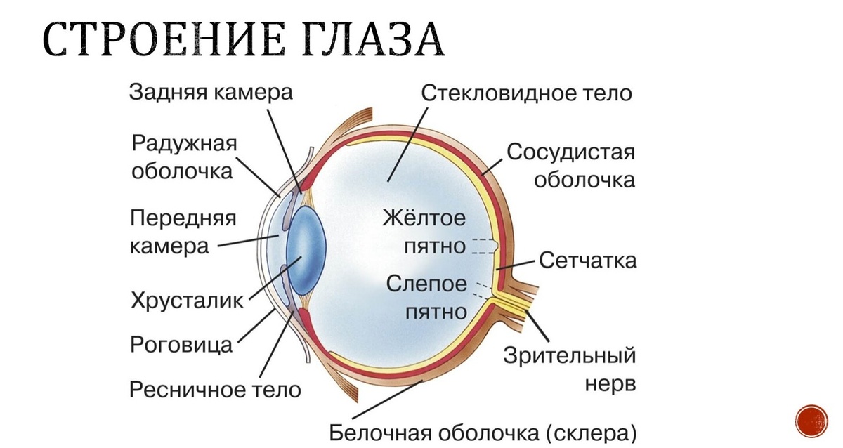    Строение глаза человека. Источник изображения: znanio.ru