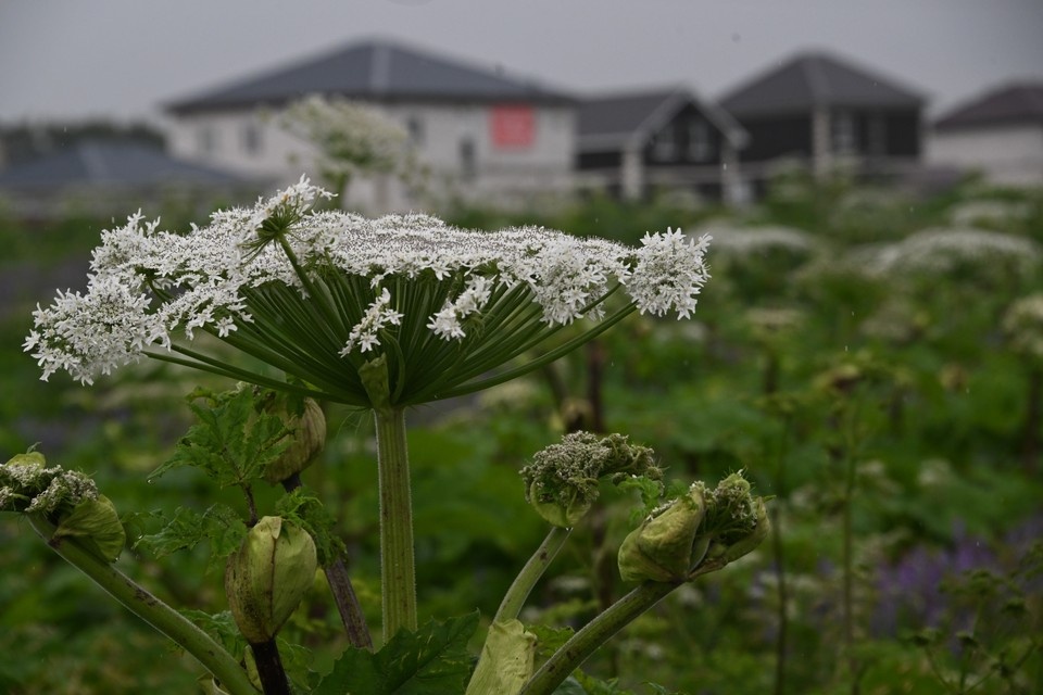    Статус растений-иноагентов вводят в Нижегородской области. Владимир ВЕЛЕНГУРИН