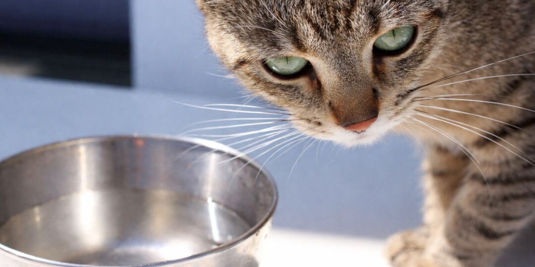 Почему кошка не пьёт воду из миски: что ей мешает — и когда срочно к врачу