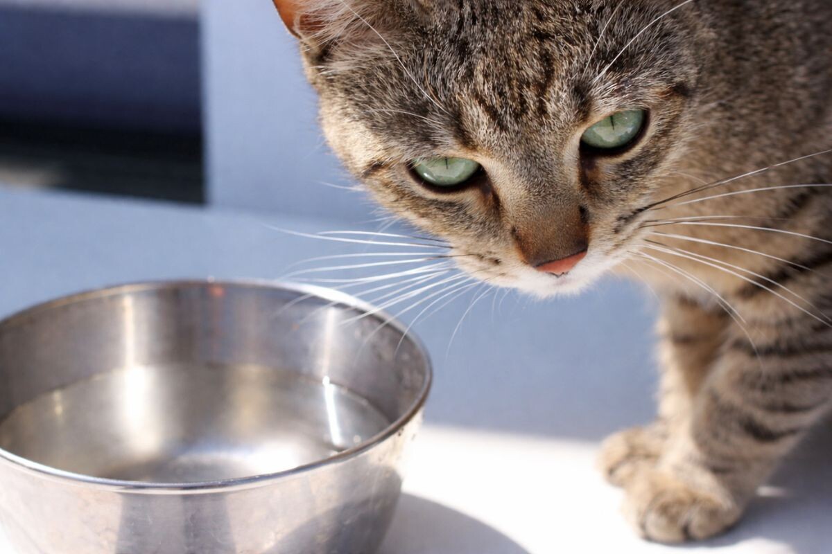 Кошка отказывается от воды 