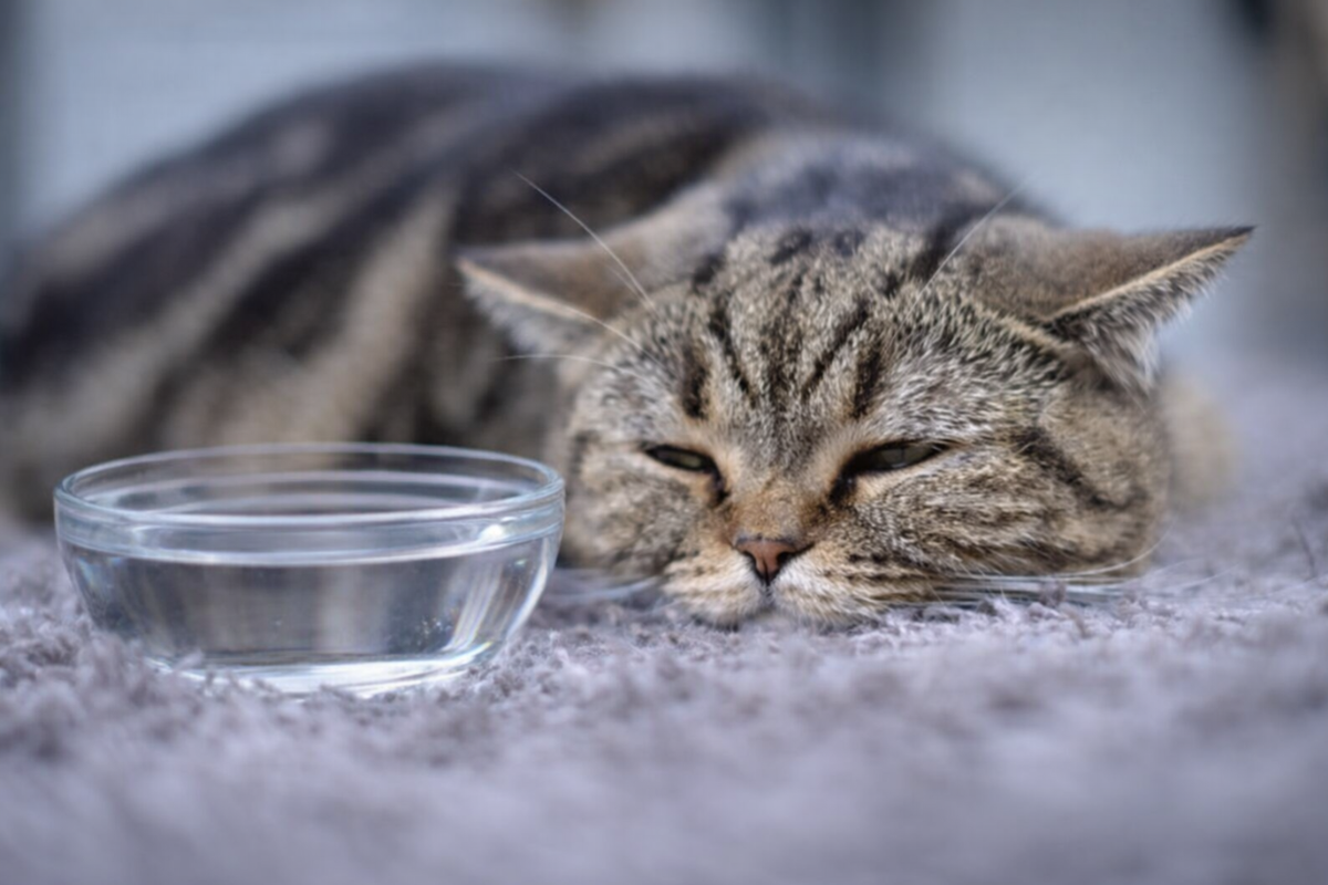 Почему кошка не пьёт воду из миски