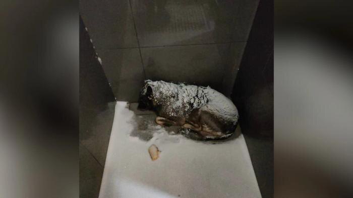 Додобоня из Челябинска. Обложка © Telegram / SHOT