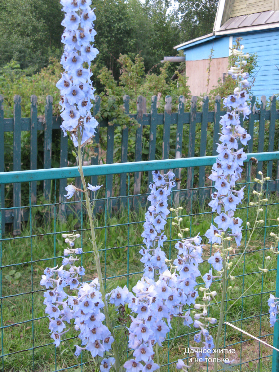 Мои дельфиниумы