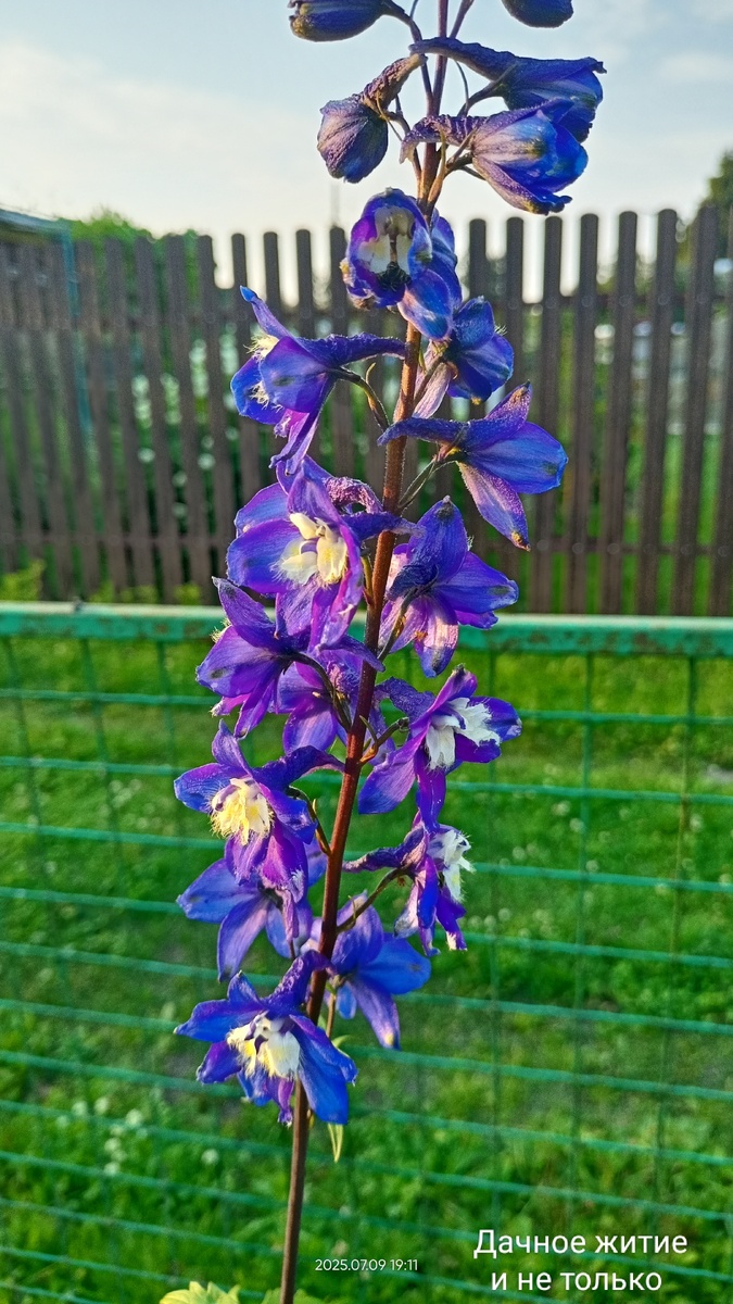 Мои дельфиниумы