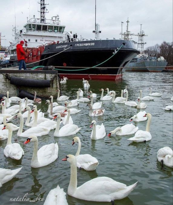 Лебеди в Балтийске. Фото natalia_bru