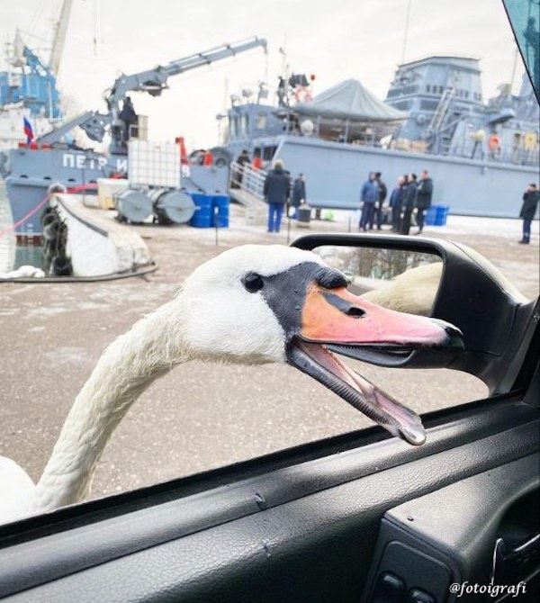 Лебеди в Балтийске. Фото fotografi 