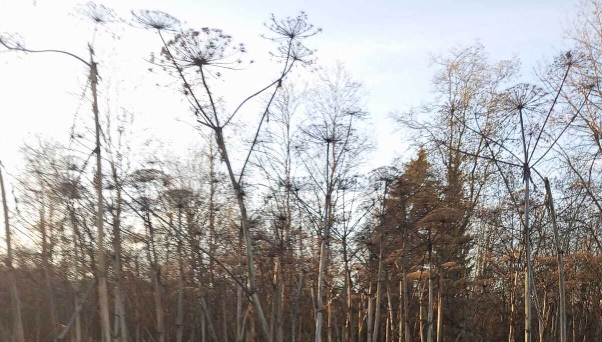 © Форпост Северо-Запад