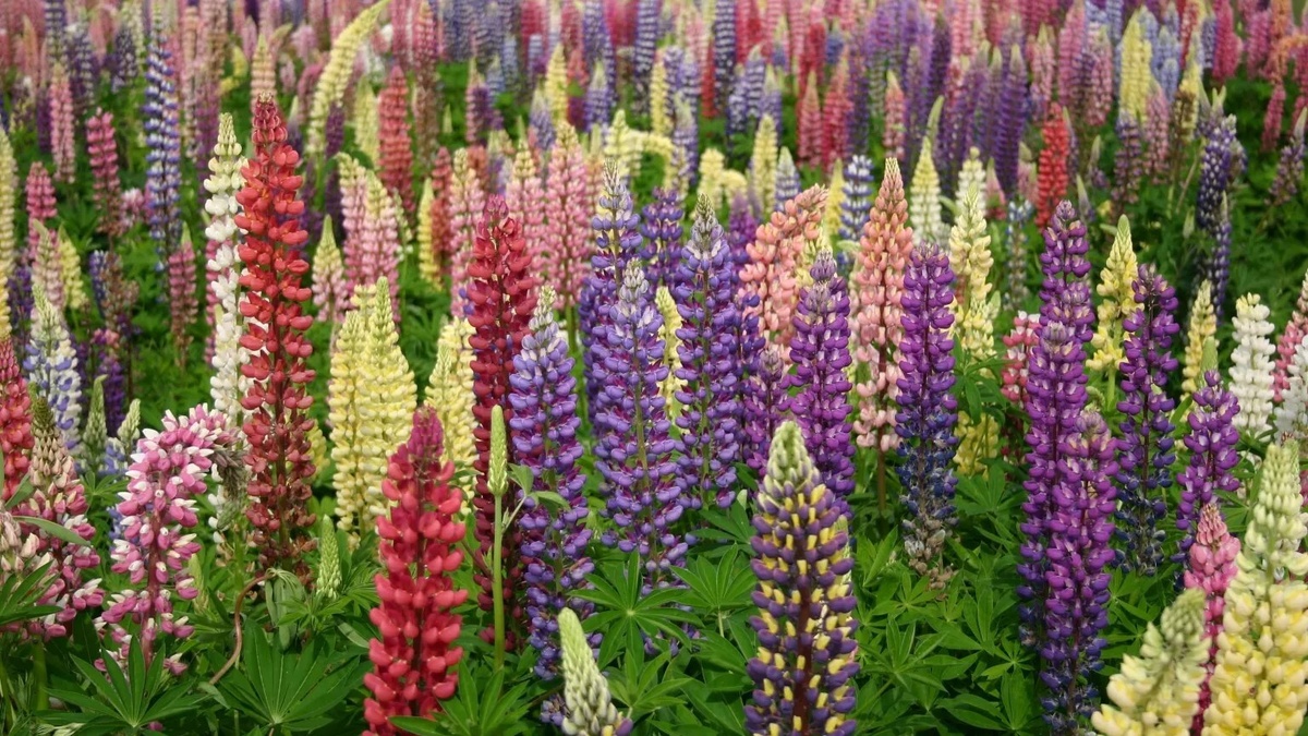 Люпин многолистный