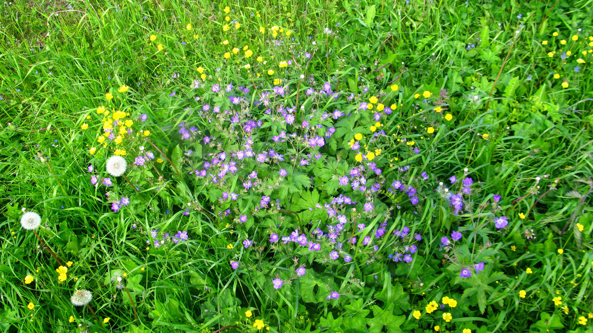 Купальница и лесная герань