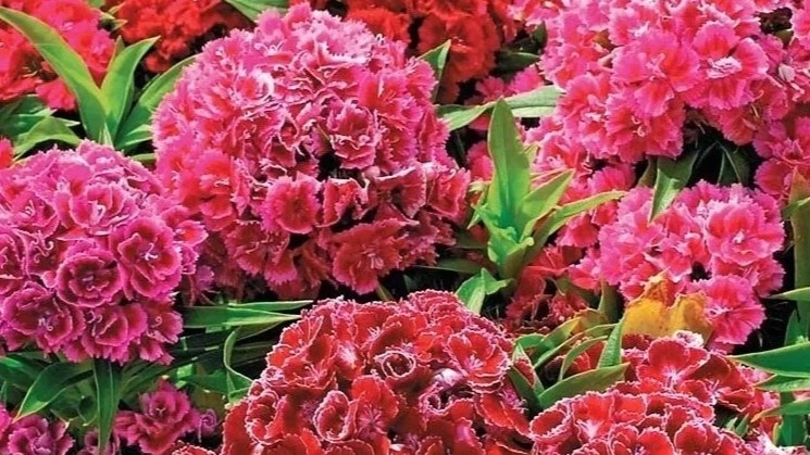 Гвоздика турецкая: Мартовская стратегия для июньского цветения шаровидной роскошью