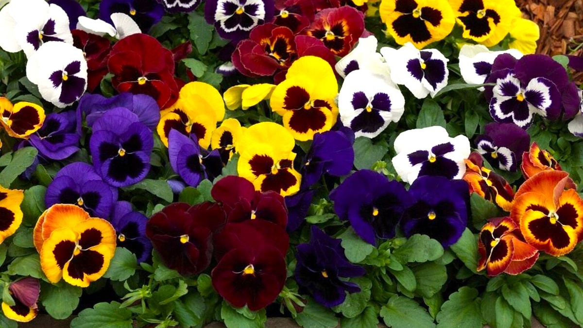 Виола (Анютины глазки): Мартовская стратегия для осеннего цветения и ранневесеннего парада красок