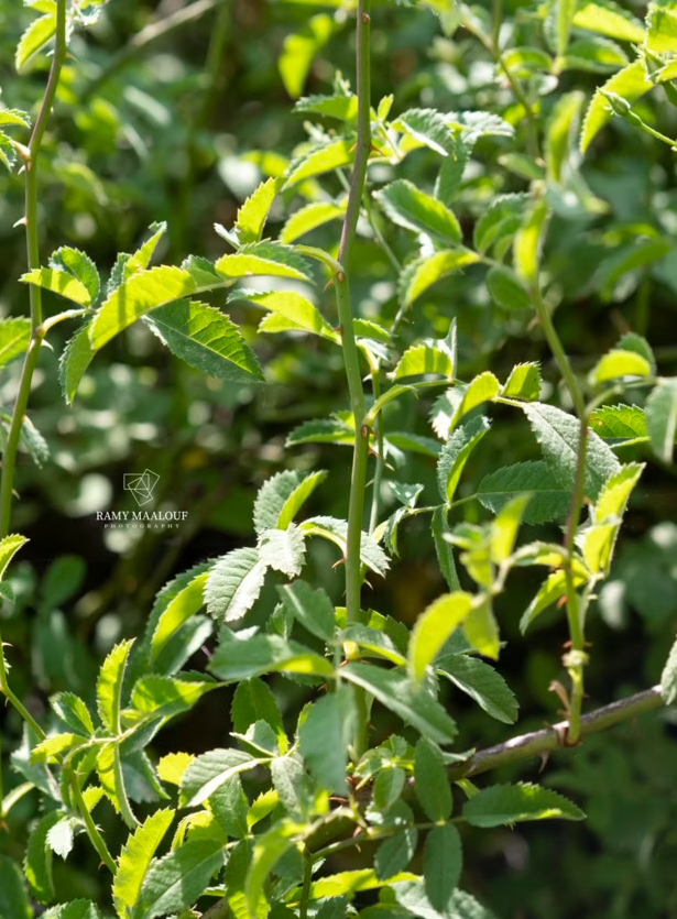 Фото Рами Маалуф (floraFauna.life)