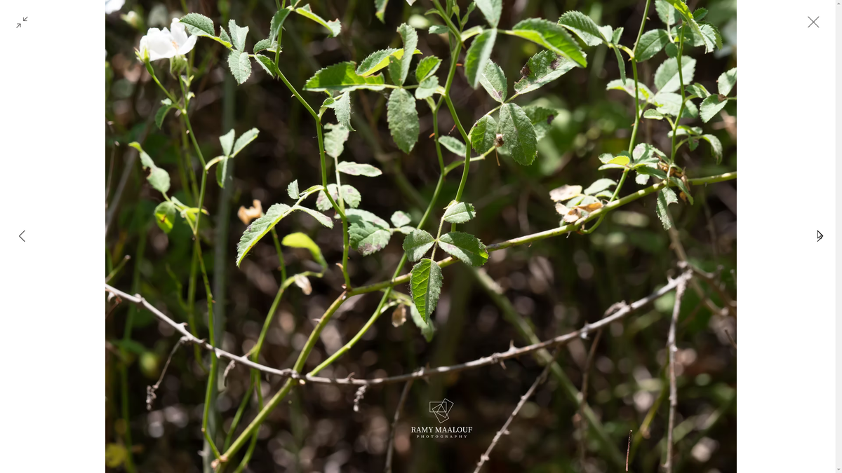 Фото Рами Маалуф (floraFauna.life)