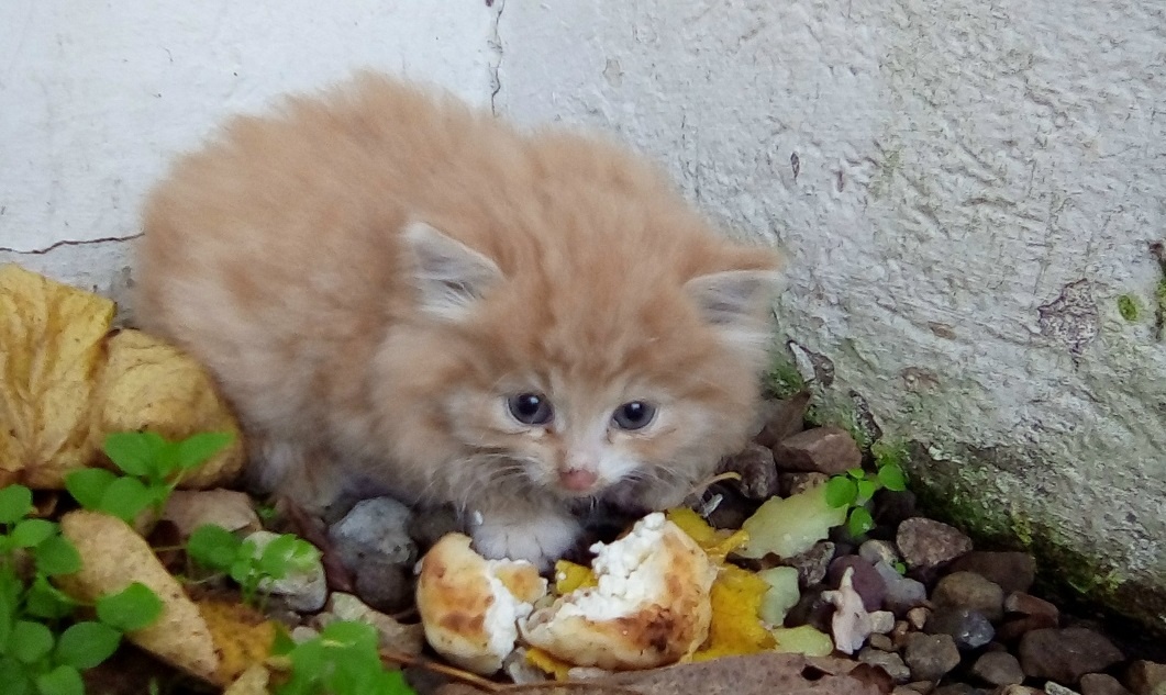Таким я его нашел.
