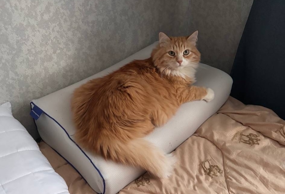 А вот Крисмас сейчас.