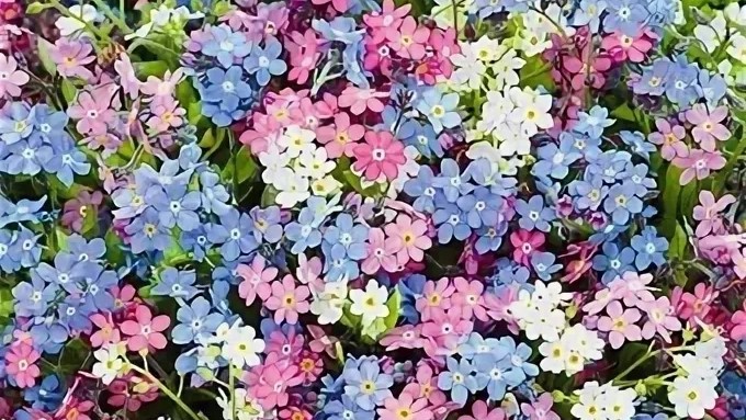 Незабудка альпийская