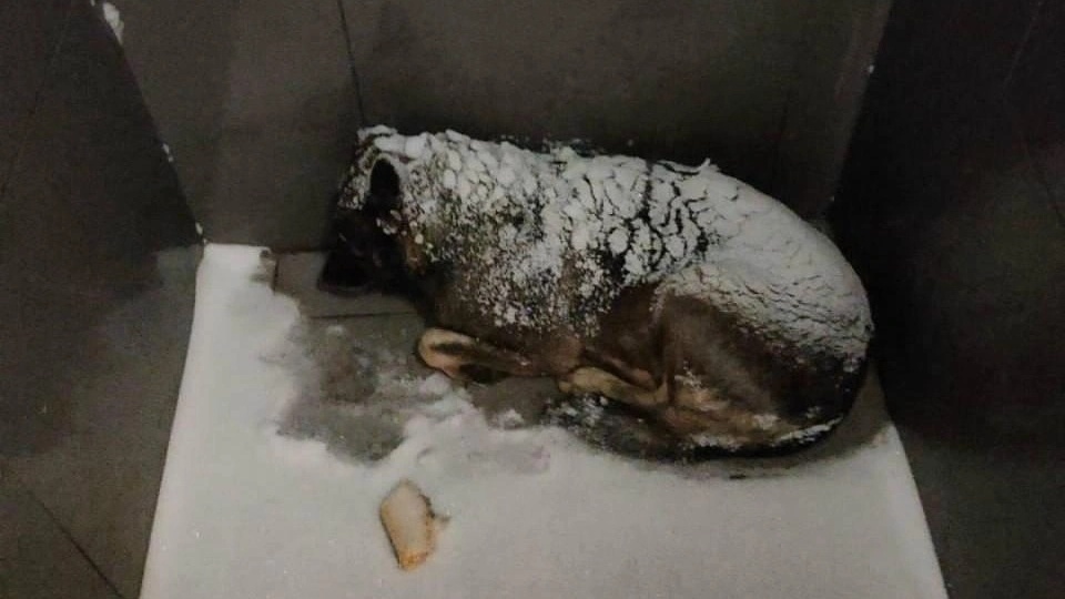 «Додо Пицца» прогремела на всю страну из-за скандала с собакой в одном из регионов России