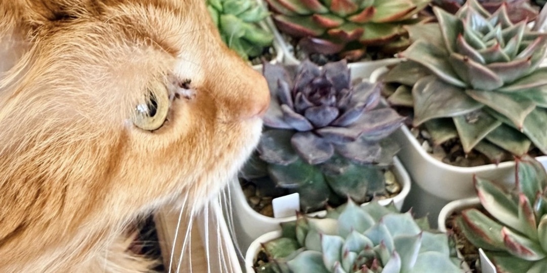 Внимание-внимание! Раскрываю карты