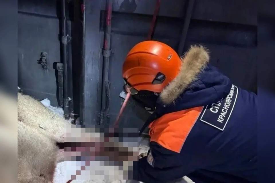    В лесу Красноярска обнаружили марала. Фото: КГКУ «Спасатель»