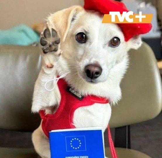 Бездомный пёс теперь путешествует по миру