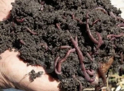 Чем же БИОгумус/мулль отличается от гумуса или «мора»?Кроме бактерий и грибов,немалую роль в разложении органики играют животные: черви,моллюски,мокрицы,клещи и др.В лесу они разлагают до 15% органики,в степи 25%, а в органических грядках до 40%.Их пищеварение-целый мир.Пропуская органику через себя,они ее ферментируют и обогащают микробиомом,улучшая структуру почвы и насыщая углекислым газом-главным строительным материалом растений.Чернозем,хоть и взят из гумусового слоя почвы не является ни биогумусом, ни муллем.Мулль можно сравнить с атомным полураспадом,прошедшим активную фазу,но сохранившим устойчивые формы питательных веществ.Эта органика продолжает оборот внутри симбиотических процессов в сбалансированной среде. Биогумус-это искусственный аналог мулля,продукт вермикомпостирования со специальной технологией упаковки, сохраняющей микроорганизмы.А мор-просто осадок.Так что биогумус,компост,мулль,мор,чернозем и перегной-продукты разной природы и пользы