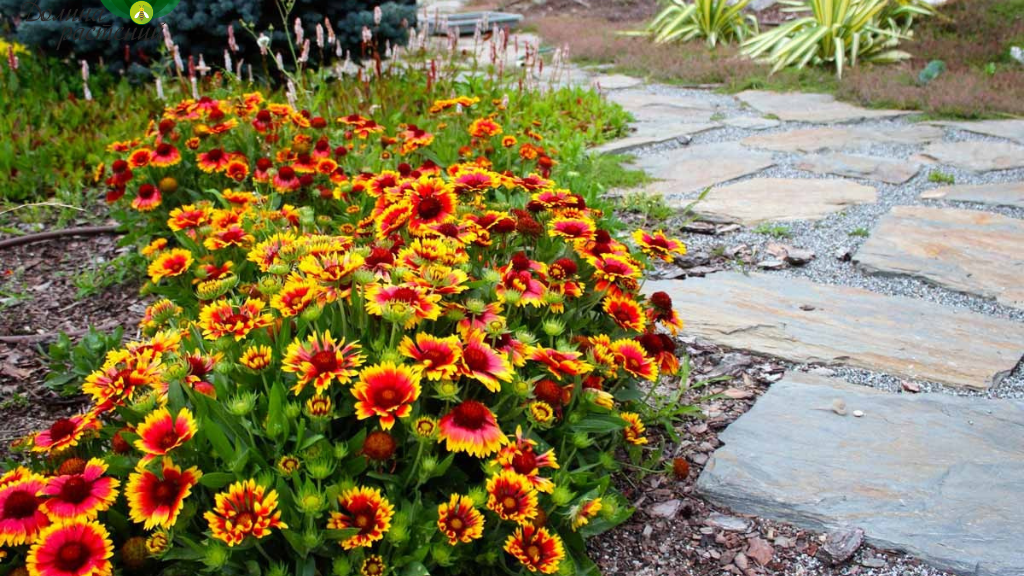 Гайлардия остистая