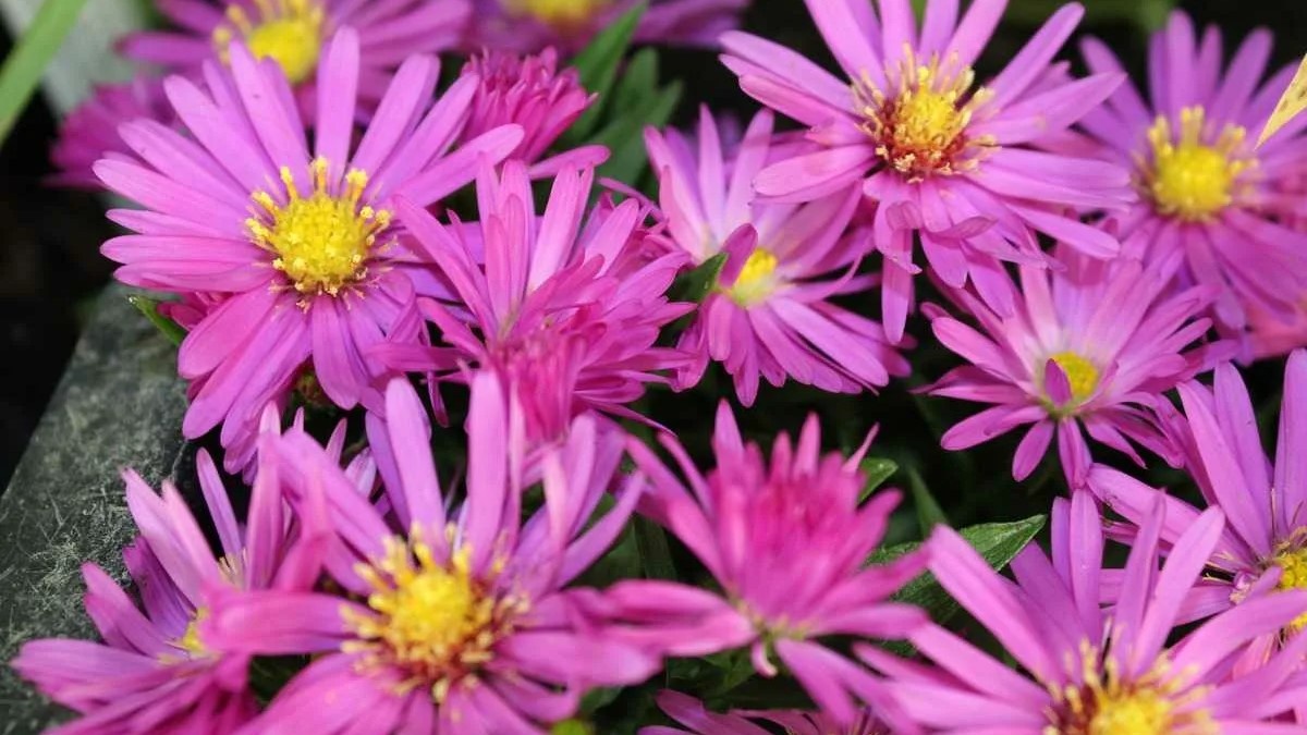 Астра альпийская и многолетние виды: Ускорение развития корневища для полноценного цветения следующим летом