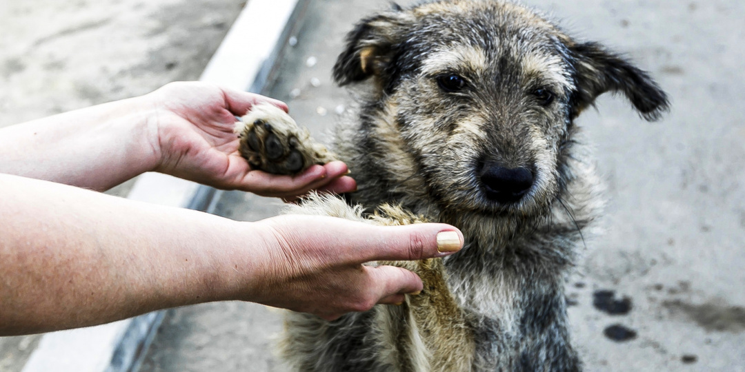 Ставшую причиной скандала собаку Додобоню привезли в приют Челябинска