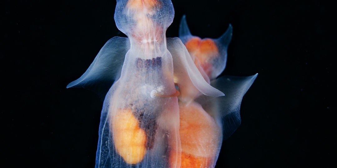 Ангел из ледяной бездны