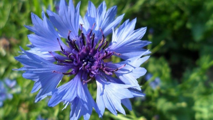 Василек горный 