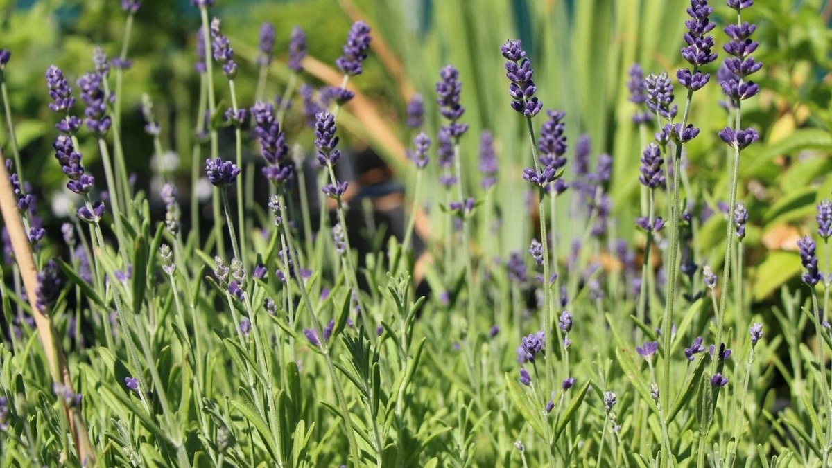 Лаванда узколистная