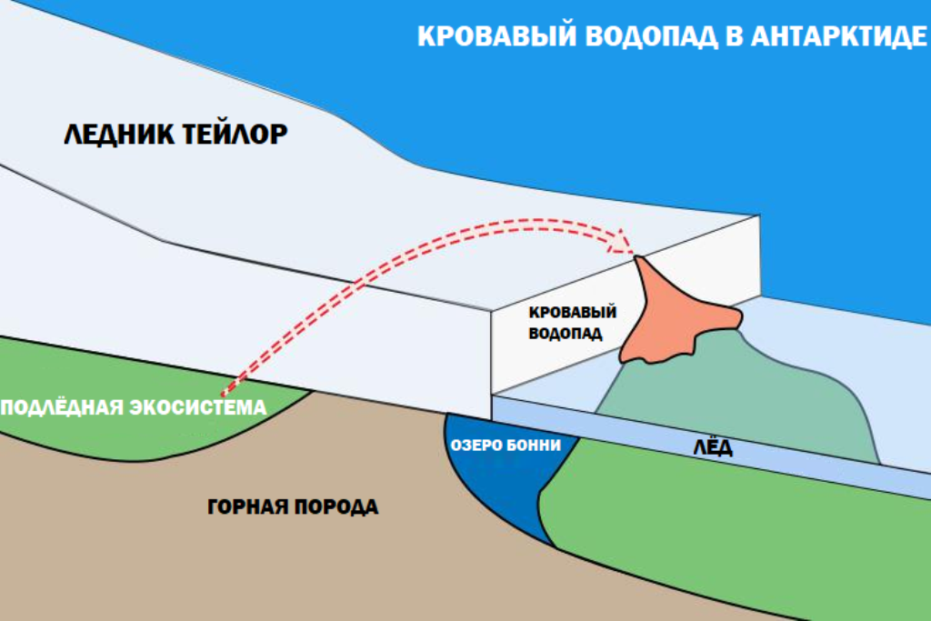 Механизм «кровавости» на самом деле прост до безобразия, и вы каждый день видите его в быту. Источник фото - https://golnk.ru/kyd4r. 