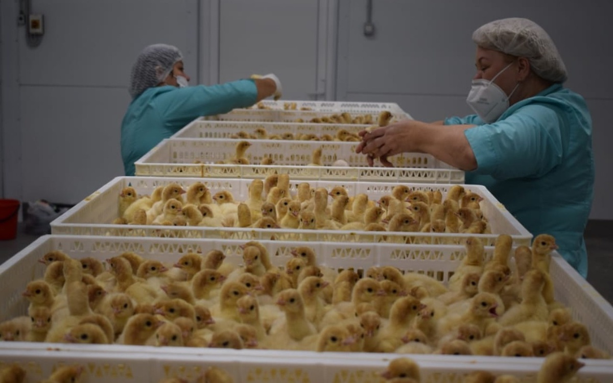    Проект «Донской индейки» за 2,2 млрд рублей сменил место строительства в Воронежской области Фото с сайта компании