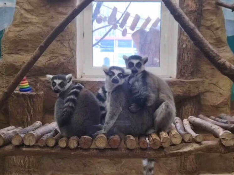     Кадр из видео МАУК "Липецкий зоопарк" / Вконтакте