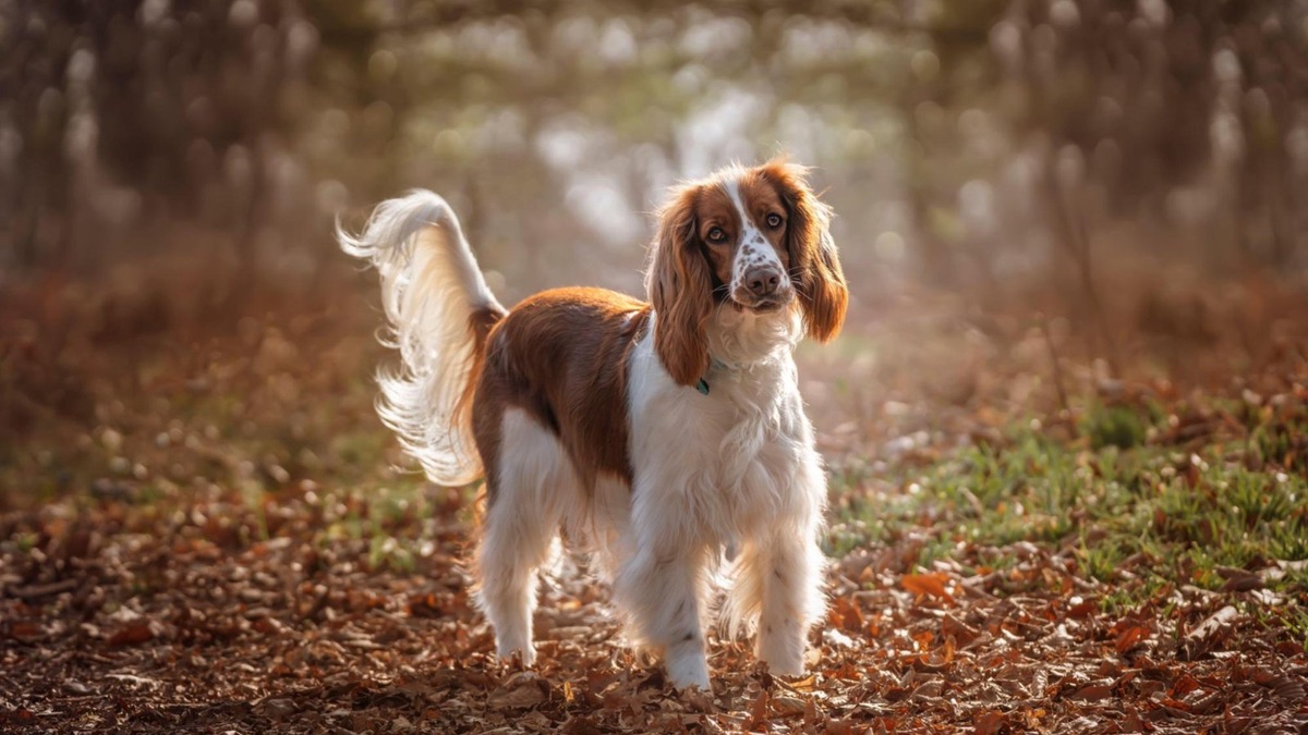    Классические и современные имена для спаниеля-мальчика