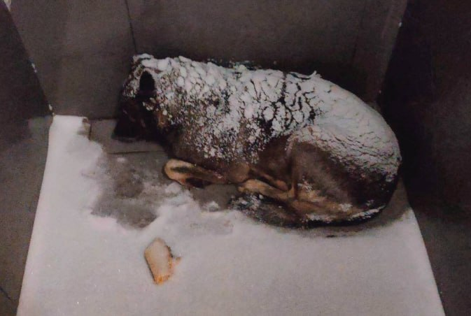 Фото: Prt Scr vk.com / ЁЖ - О БЛОГЕРАХ И СЕЛЕБАХ