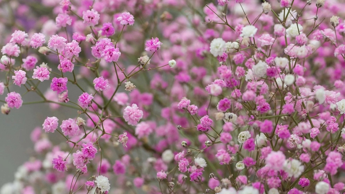 Гипсофила метельчатая