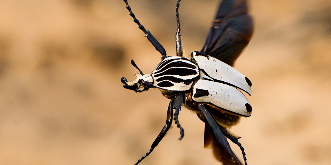 Буду сильным и высоким, потому что я пью соки! Самый большой жук Земли