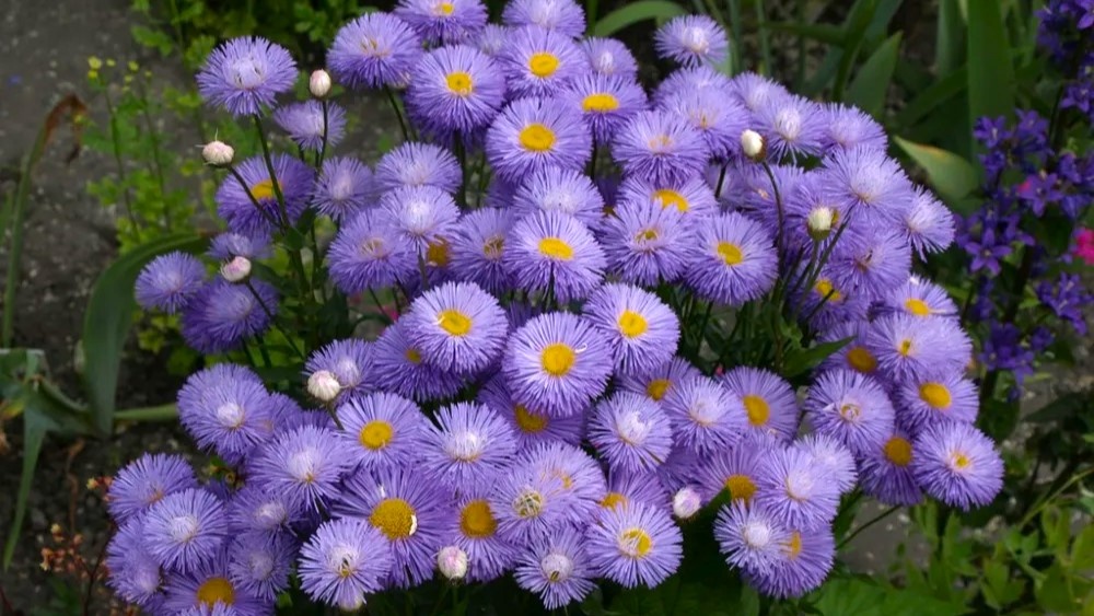 Мелколепестник 