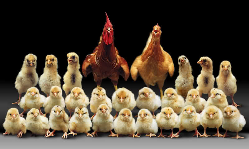 Могут ли куры узнавать хозяина? 🐔 Разбираем мифы, факты и куриную «память слона»