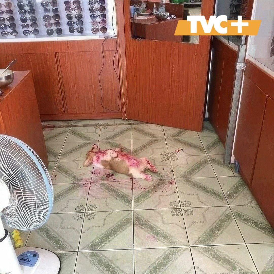 Кэнди объелся и уснул.