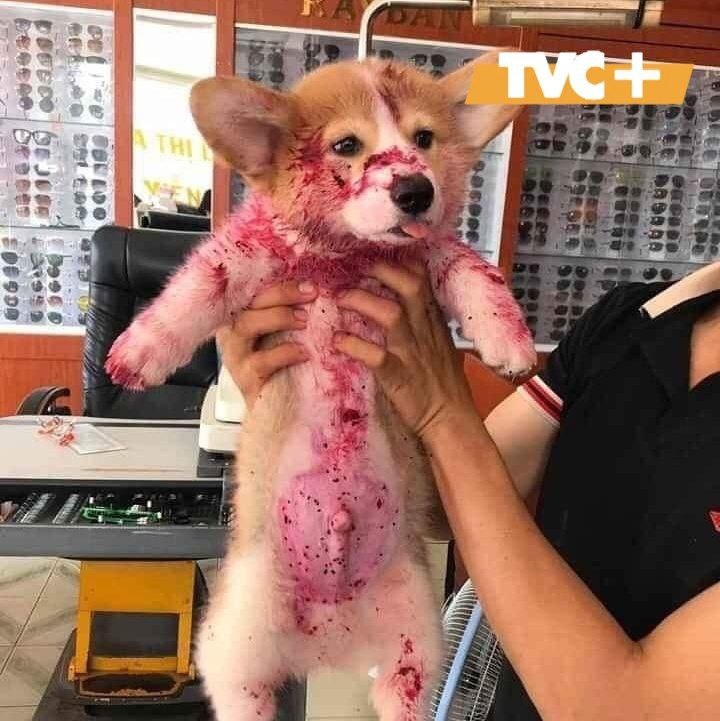 Кэнди измазался питайей.