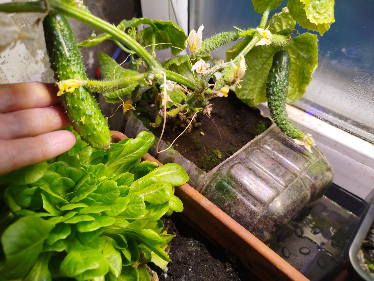 Расщепенец оказался пчелоопыляемым)))